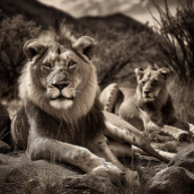 Descanso do Leão - Quebra-cabeça do quebra-cabeça 