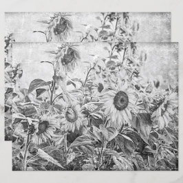 Descaptação Preta E Branca Do Campo De Girassol