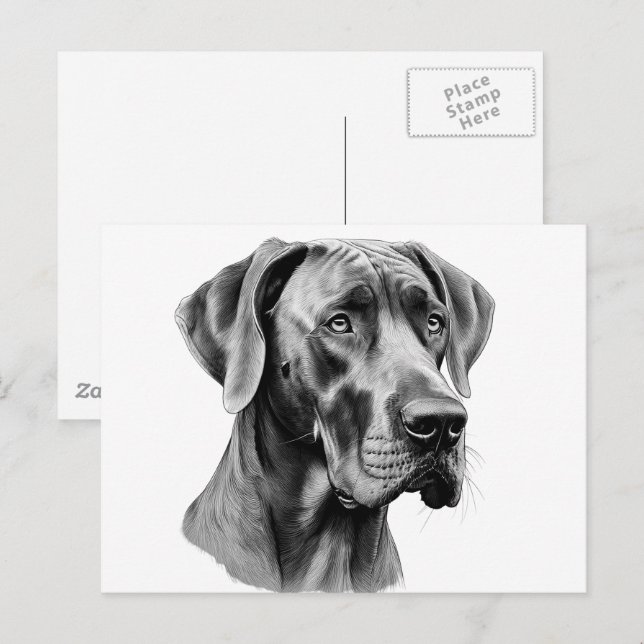 Desenho da cabeça do Dogue Alemão em cartão postal (Frente/Verso)