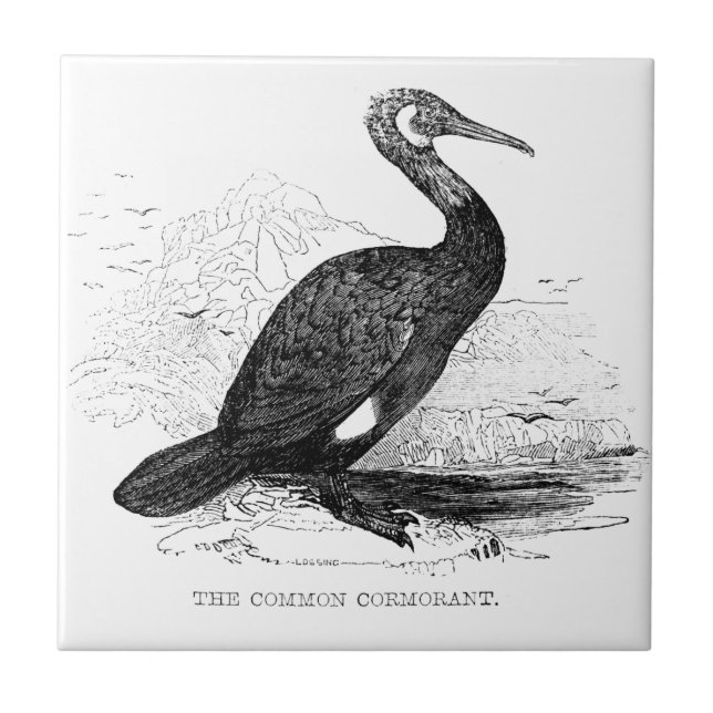 Desenho da Vida Selvagem de Aves Vintage Cormorant (Frente)