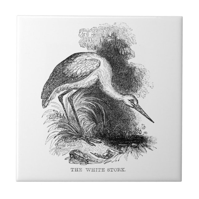 Desenho de pássaro da vida selvagem da cegonha-bra (Frente)