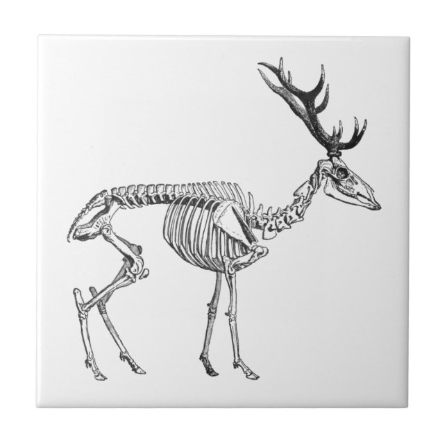 Desenho de rena de esqueleto de safra (Frente)