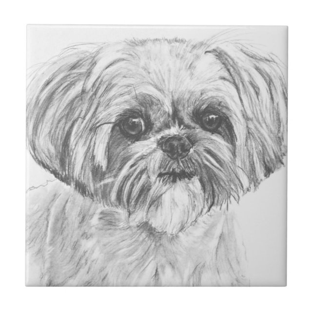 Desenho de Shih Tzu (Frente)