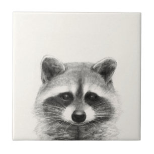 Desenho do Lápis de Raccoon