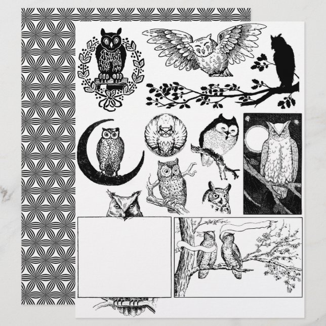 Desenhos de corujas de linhagem branca e preta (Frente/Verso)