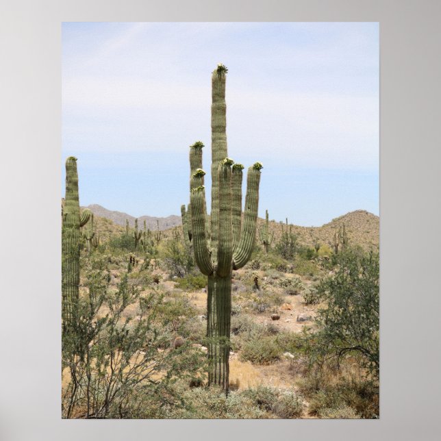 Desert Cactus 16x20, Impressão de Muro (Frente)