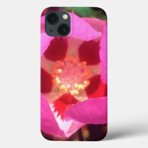 Desert Five Spot Wildflower