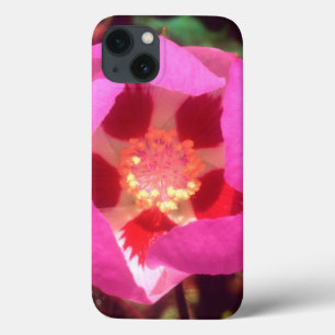 Desert Five Spot Wildflower