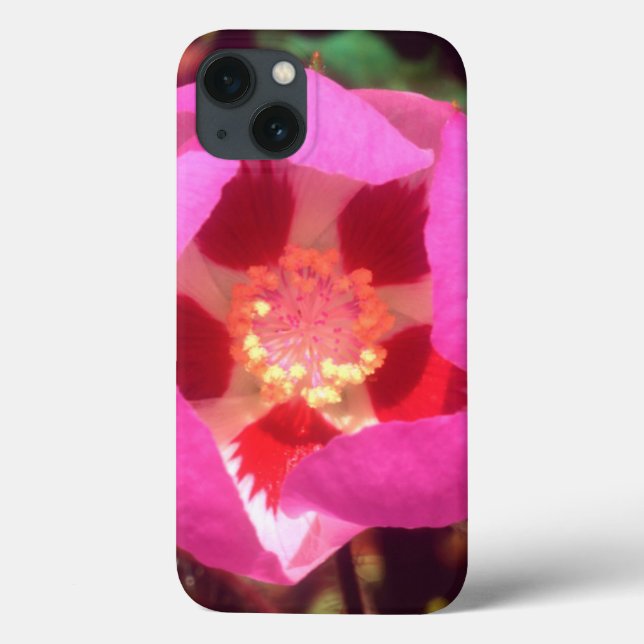 Desert Five Spot Wildflower (Verso)