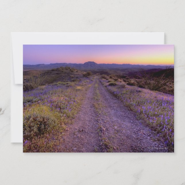 Desert Gravel Road (Frente)