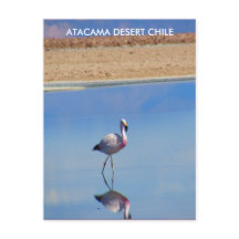 Deserto de Atacama, Flamingo Chile Cartão Postal -