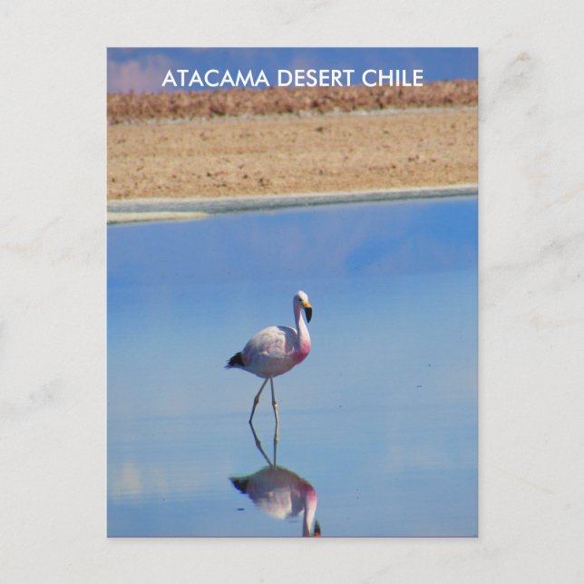 Deserto de Atacama, Flamingo Chile Cartão Postal - (Frente)