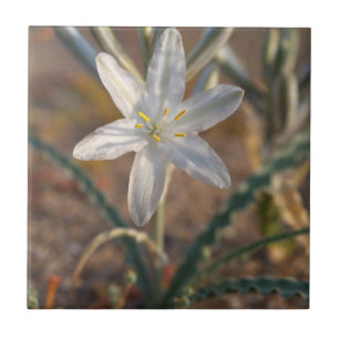 Deserto Lily Wildflower
