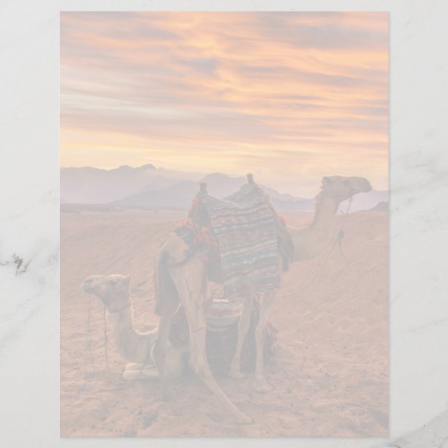 Desertos | Bactrian Camel Egypt Sand Dune (Frente)