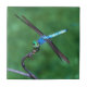 Design azul bonito da foto da libélula (Frente)