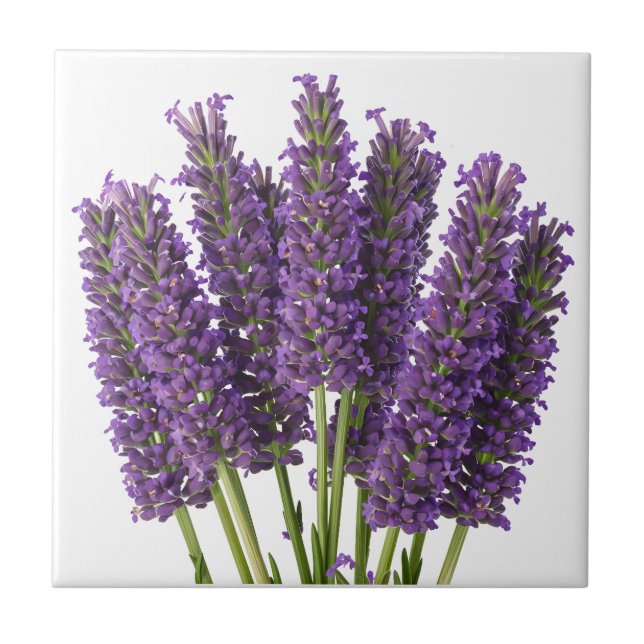 Design de Arte Botânica de Lavanda Vibrante (Frente)