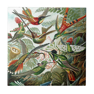 Design de Aves Haeckel