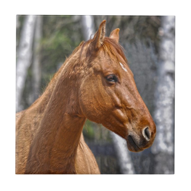 Design de Equinos Animal do amante dos cavalos (Frente)