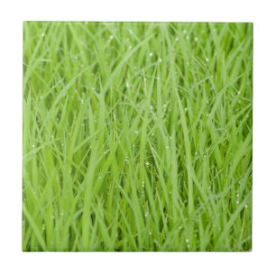 Design de erva úmida verde