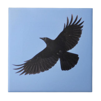 Design de Foto de Amante de Corvid, Flying Black R
