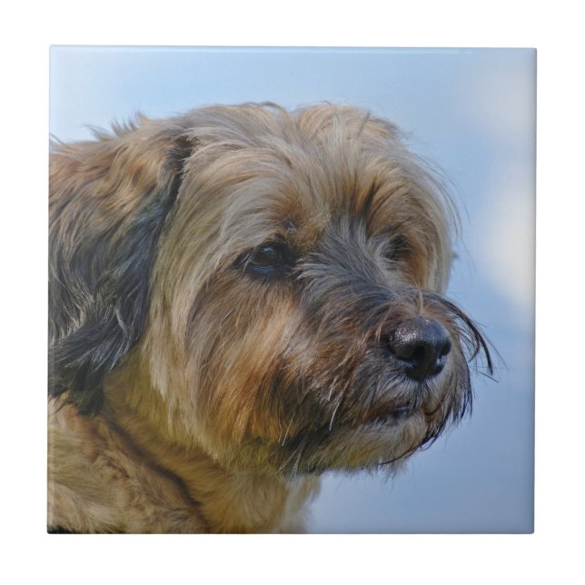 Design de Terrier (Frente)