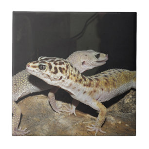 Design do geco do leopardo para tudo!