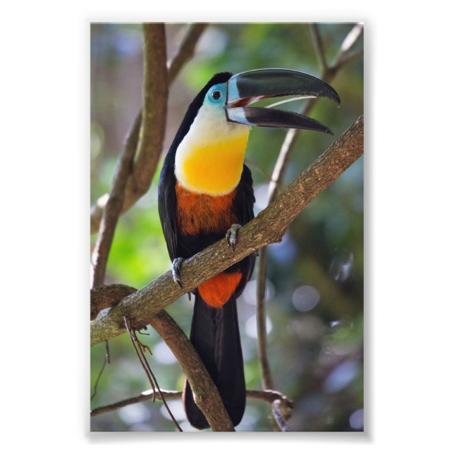Design do Tropical Toucan - Alargamento de Foto (Frente)