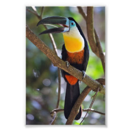 Design do Tropical Toucan - Alargamento de Foto