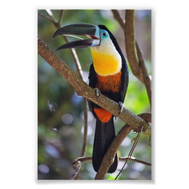 Design do Tropical Toucan - Alargamento de Foto (Frente)