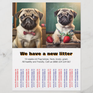 Designer Pug Puppies para o Flyer vendido