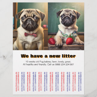 Designer Pug Puppies para o Flyer vendido