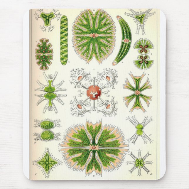 Desmid Mousepad (Frente)