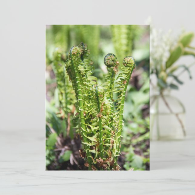 Despertar de samambaia jovem no jardim  (Em pé/Frente)