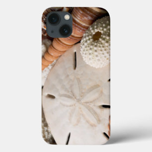 Detail Of Seashells From Around The World