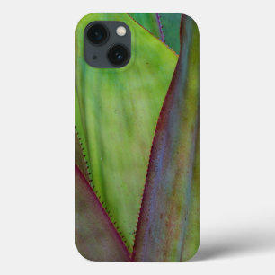 Detalhe da Planta Agave