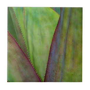 Detalhe da Planta Agave