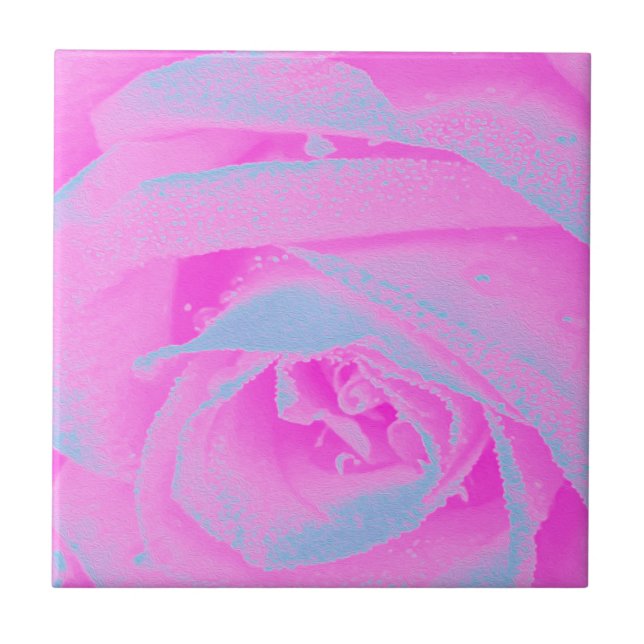 Detalhe de Rosa Rosa Perfeito e Azul Claro (Frente)