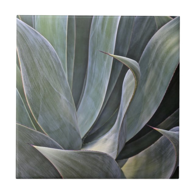 Detalhe desvanecido de Succulant, 2017 (Frente)