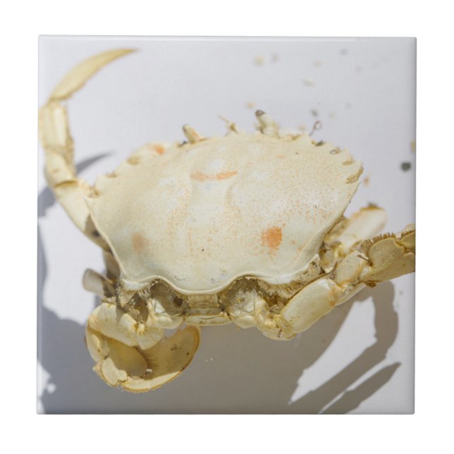 Detalhes da estrutura de textura da casca do caran (Frente)