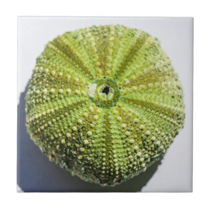 Detalhes da estrutura de textura da casca do ocean