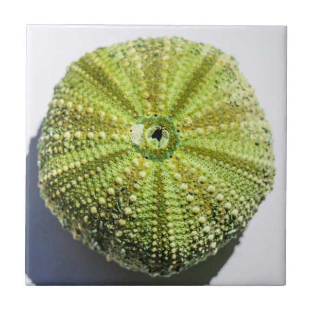 Detalhes da estrutura de textura da casca do ocean (Frente)