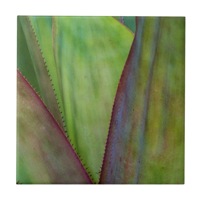 Detalhes da Planta Agave (Frente)