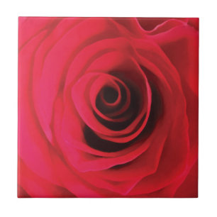 Detalhes do bud de rosa de cor aquosa vermelha