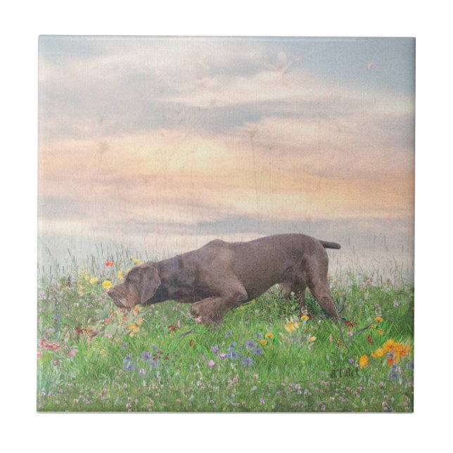 Deutsch Drahthaar (Frente)