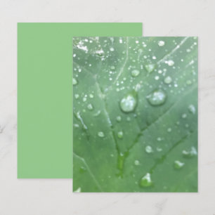 Dew Cai Livro Verde de Folha de Orelha de Elefante