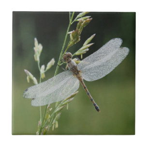 Dew cobriu Darner Dragonfly