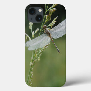 Dew covered Darner Dragonfly