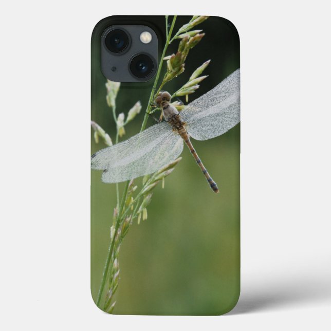 Dew covered Darner Dragonfly (Verso)