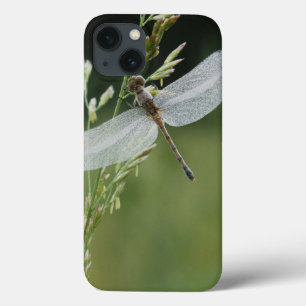 Dew covered Darner Dragonfly