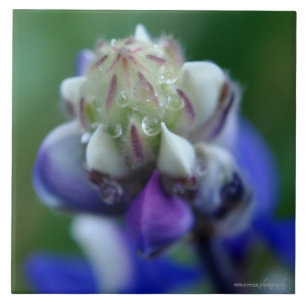 Dew Dappled Lupine